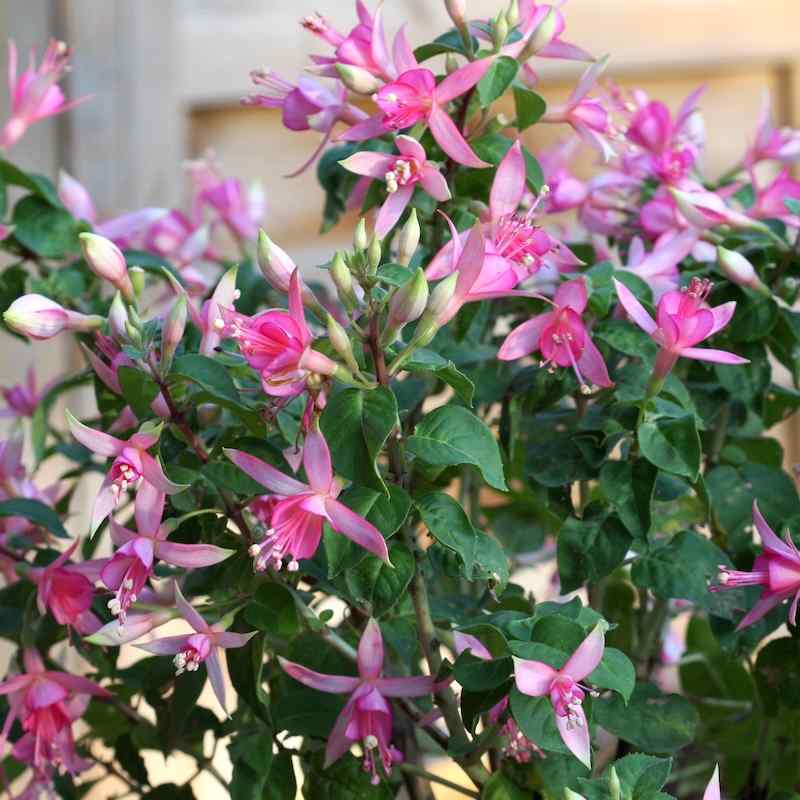 Fuchsia Waltz Jubelteen