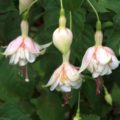 Fuchsia White Fairy