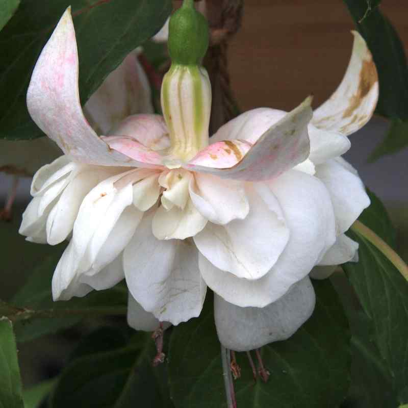 Fuchsia ‘White Galore’