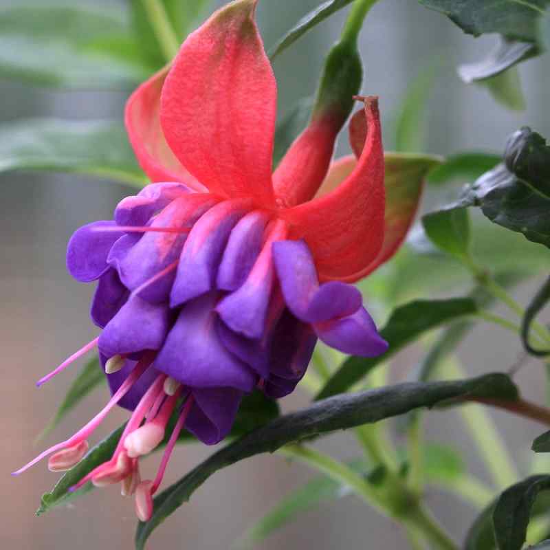 Fuchsia ‘Winston Churchill’