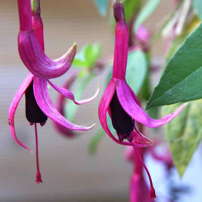 Fuchsia Zulu King