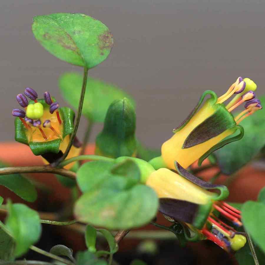 Fuchsia procumbens Kirkii