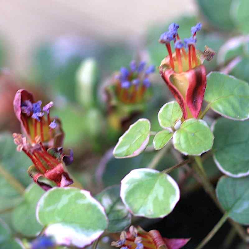 Fuchsia procumbens variegata