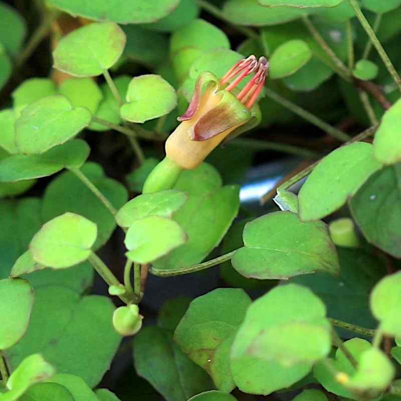 Fuchsia procumbens