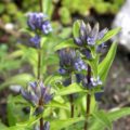 Gentiana cachmirica