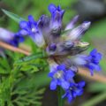 Gentiana decumbens