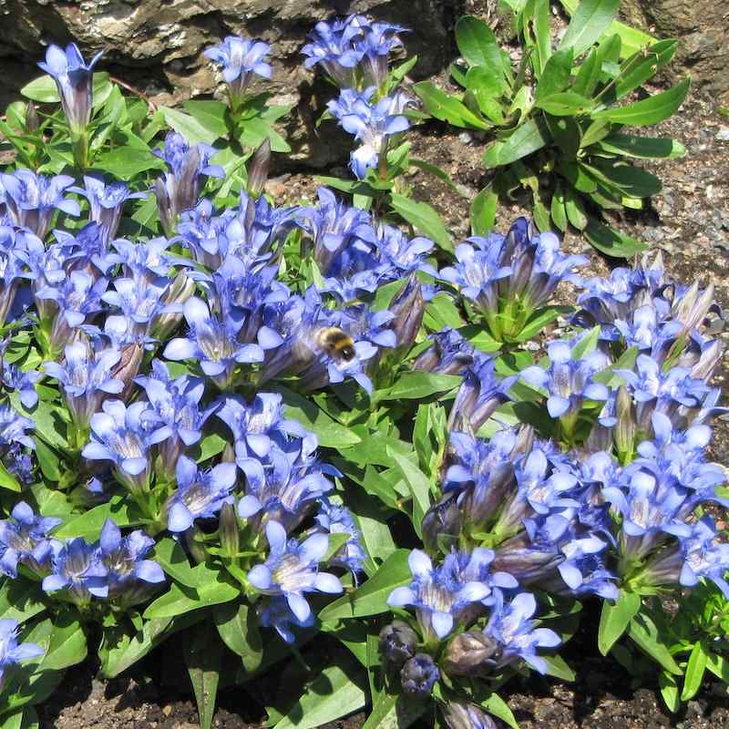 Gentiana freyniana