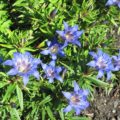 Gentiana paradoxa