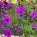 Geranium 'Patricia'