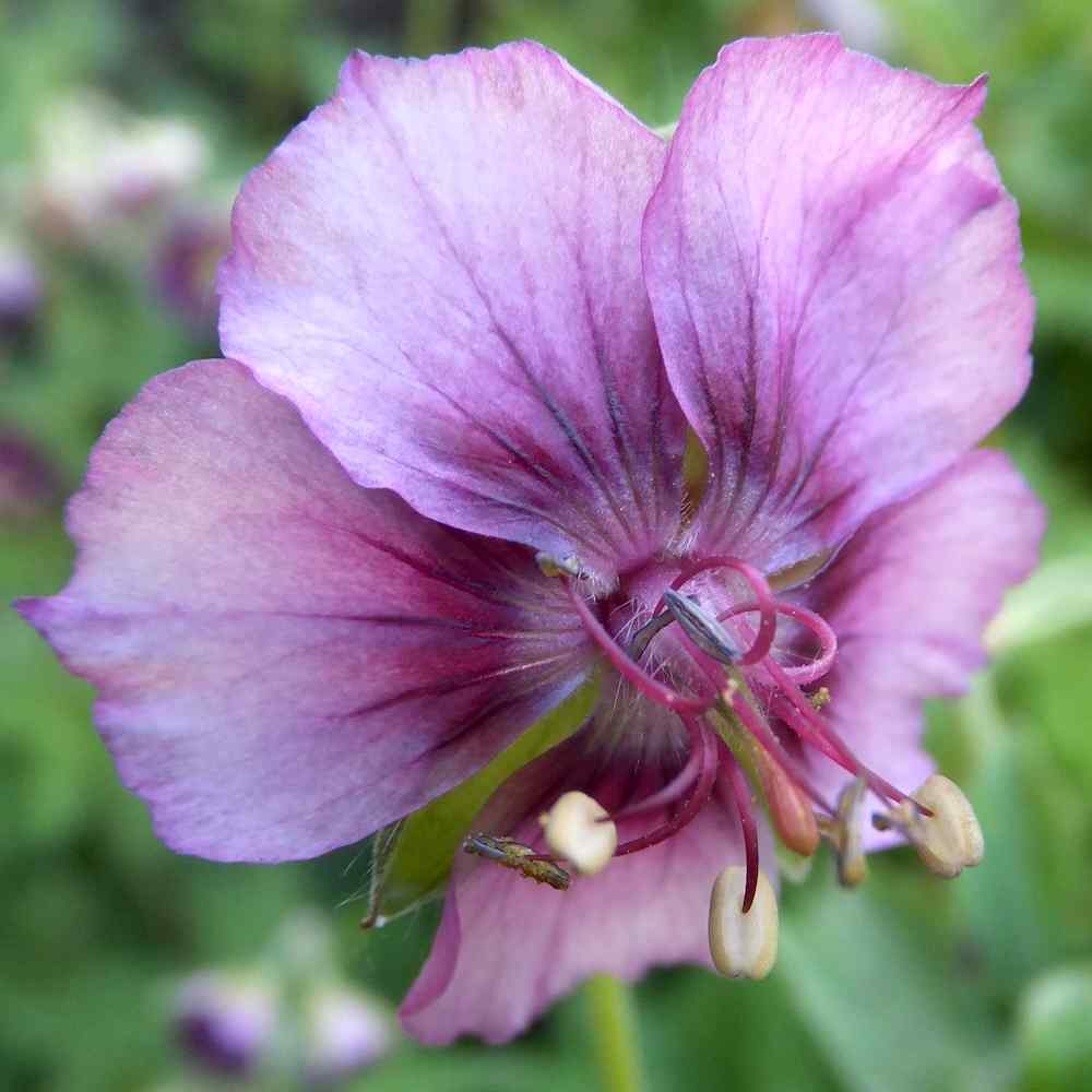 Geranium phaeum ‘Rothbury Cherry’ – Brunstorkenebb