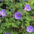 Geranium 'Rozanne'