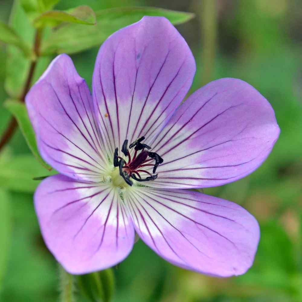 Geranium ‘Sweet Heidy’ – Storkenebb