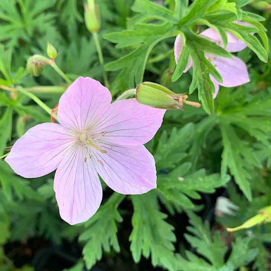Geranium clarkei ‘Kashmir Pink’ – Clarkes-storkenebb