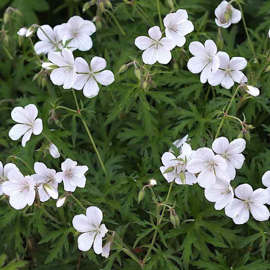 Geranium clarkei ‘Kashmir White’ – Clarkes-storkenebb