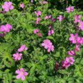 Geranium endressi 'Sharon'