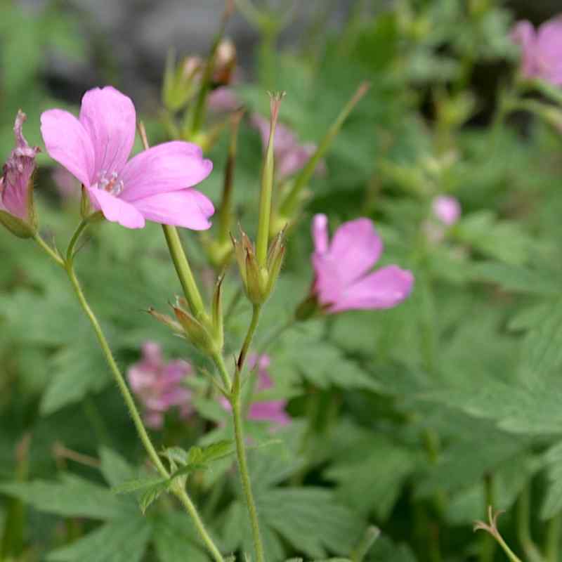 Geranium x oxonianum ‘Rose Clair’ – Oxford-storkenebb