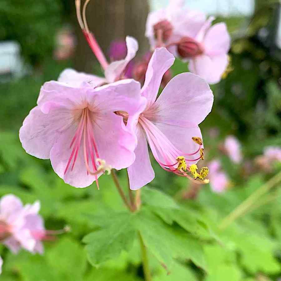 Geranium macrorrhizum ‘Ingwersen’s Variety’ – Rosestorkenebb