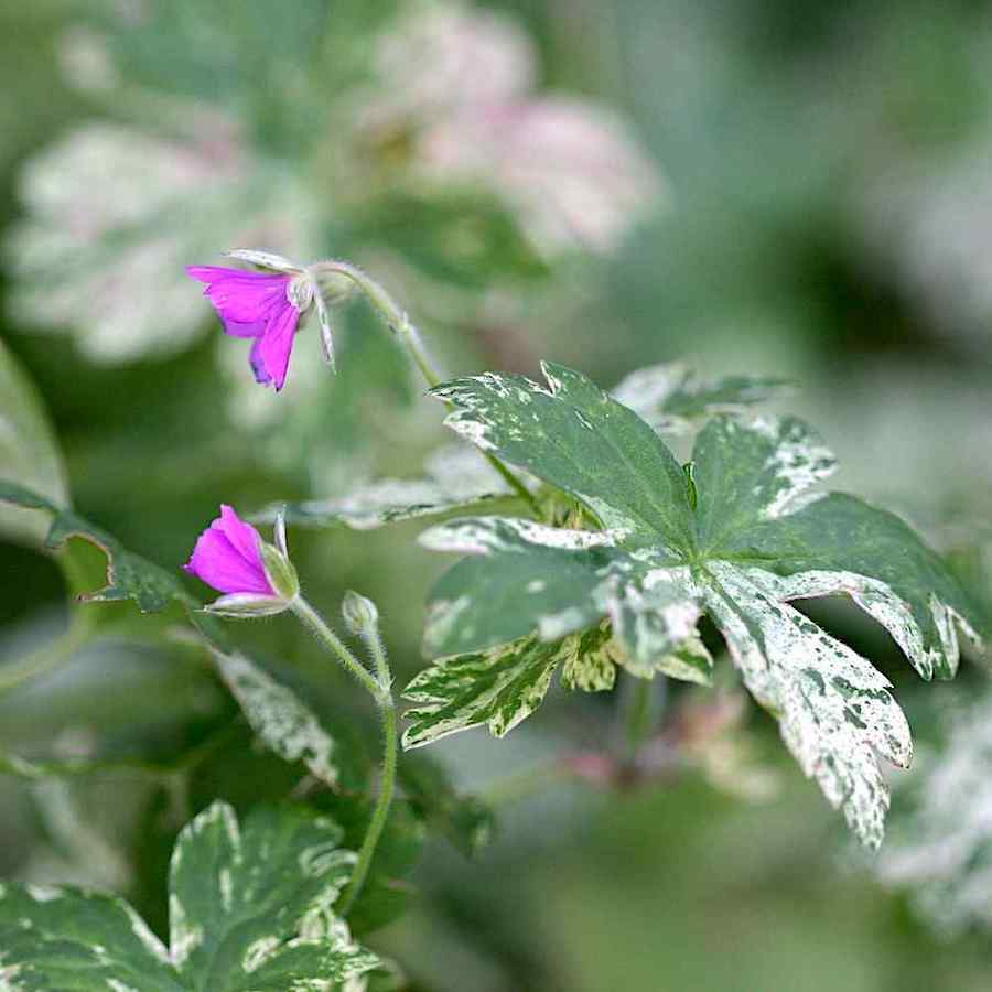 Geranium macrorrhizum ‘Variegata’ – Rosestorkenebb