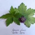 Geranium phaeum Golden Spring