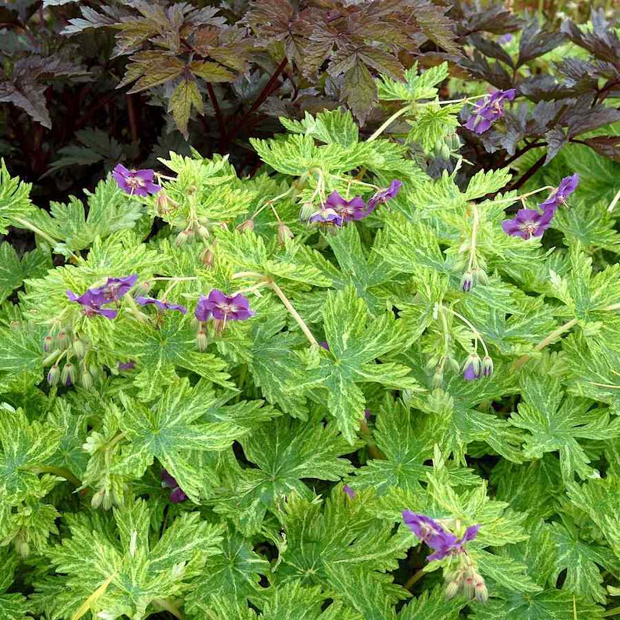 Geranium phaeum Mrs Margareth Wilson