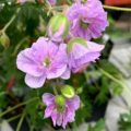 Geranium pratense 'Cloud Nine'