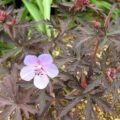 Geranium pratense Hocus Pocus