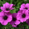 Geranium psilostemon Bressingham Flair