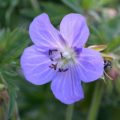 Geranium ruprechtii