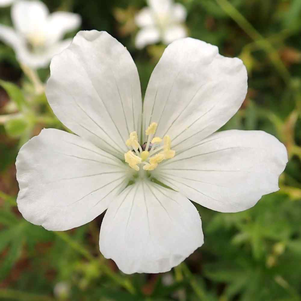 Geranium sanguineum Album