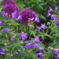 Geranium sylvaticum 'Amy Doncaster'