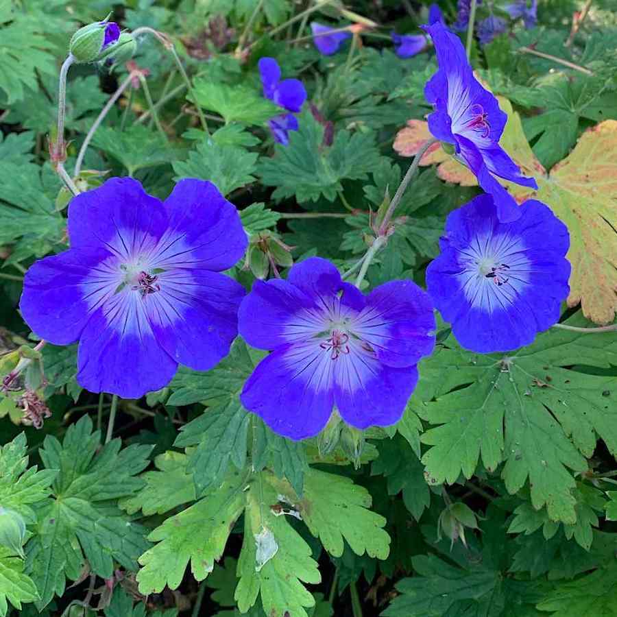 Geranium wallichianum 'Buxtons Blue'