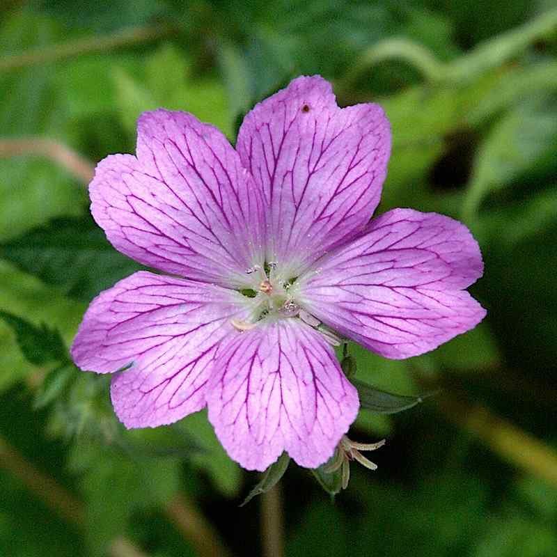 Geranium x oxonianum ‘Wargrave Pink’ – Kjertelstorkenebb