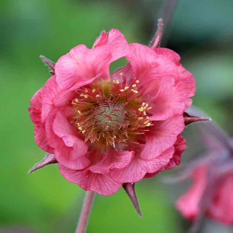 Geum Bell Bank