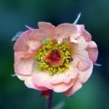 Geum Cosmopolitan