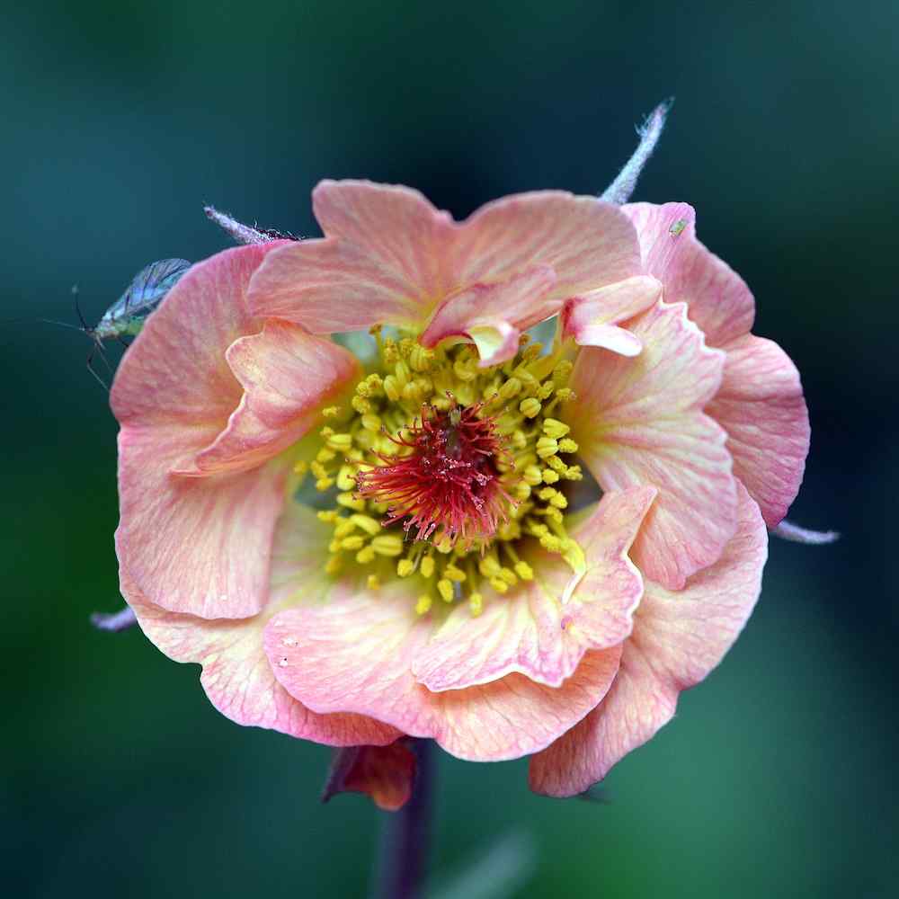 Geum ‘Cosmopolitan’ – Humleblom