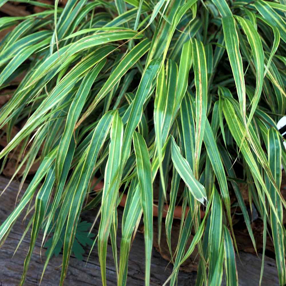 Hakonechloa Albostriata