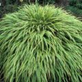 Hakonechloa Albostriata