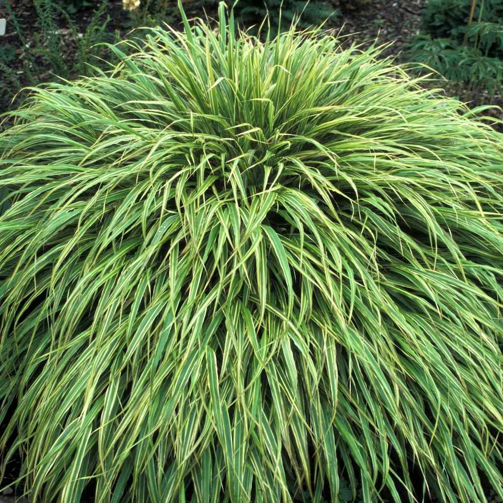 Hakonechloa macra ‘Albostriata’ – Hakonegress