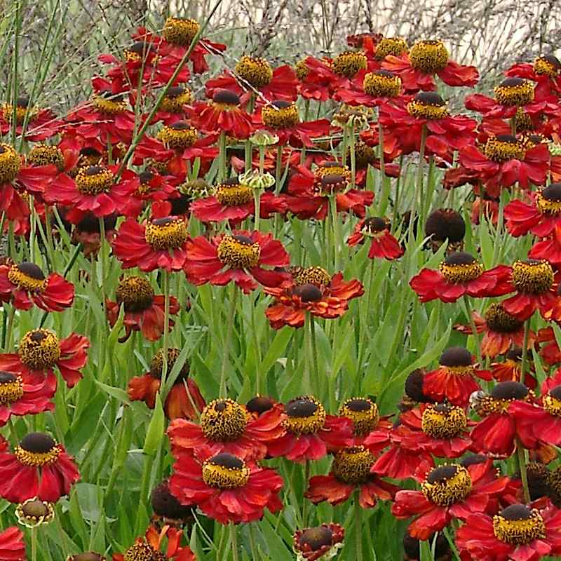 Helenium