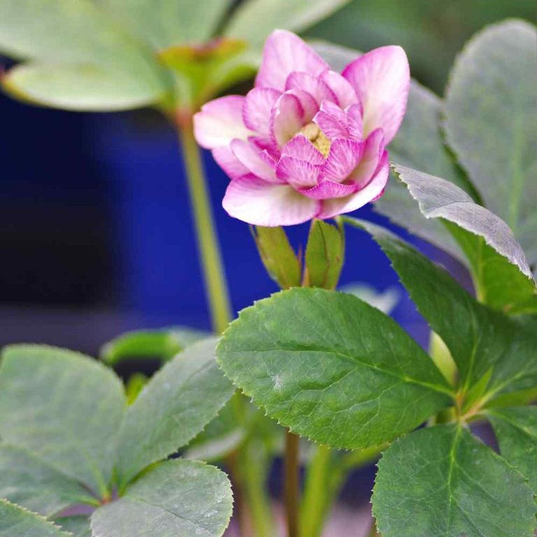 Helleborus Cotton Candy