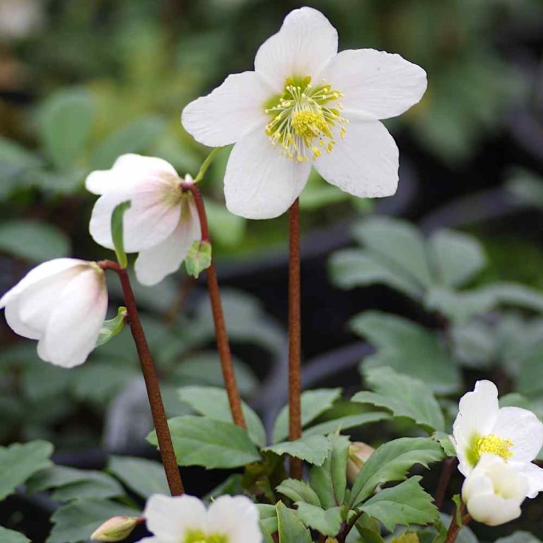 Helleborus Jacob