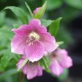 Helleborus Tutu