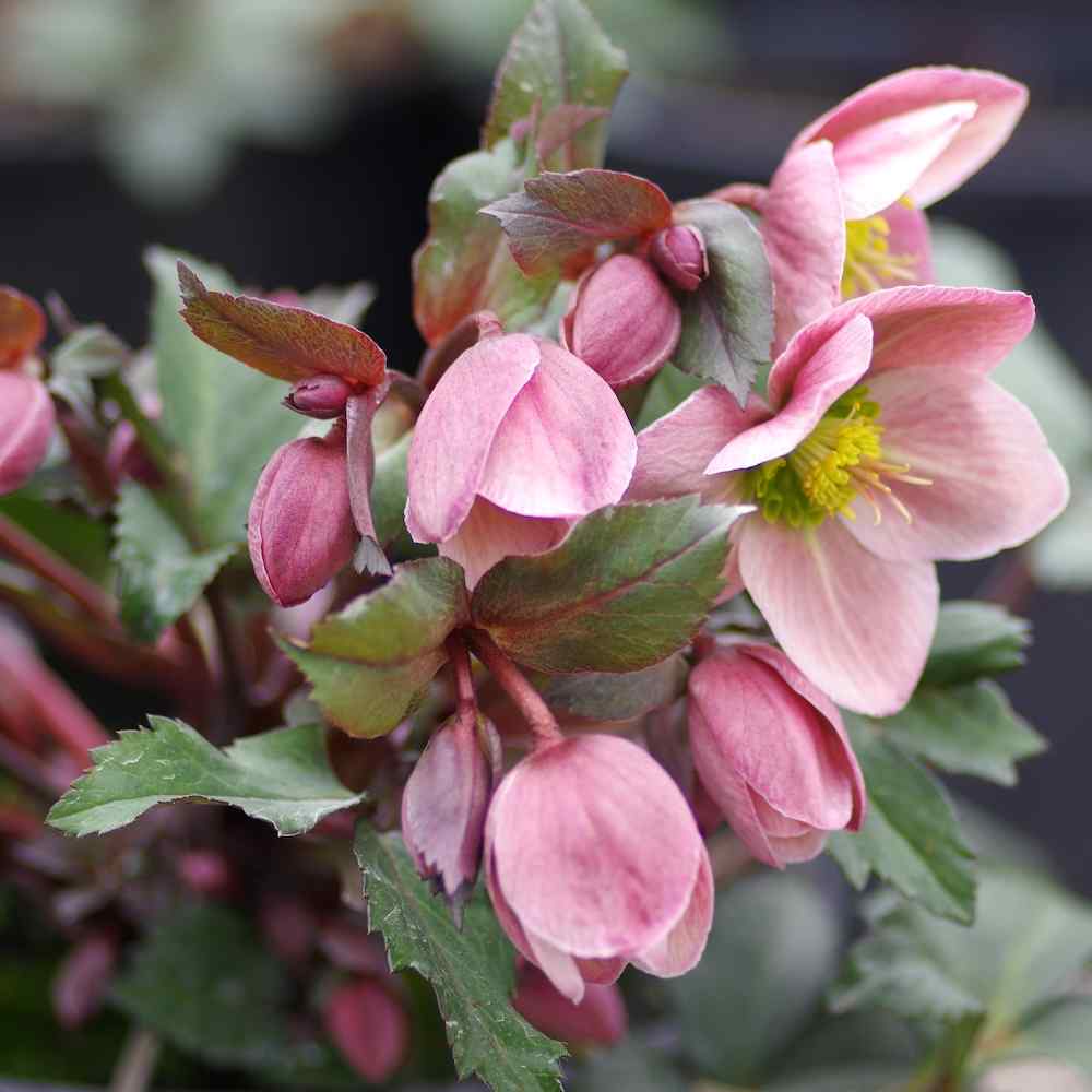 Helleborus ‘Vancouver Medallion’ – Julerose