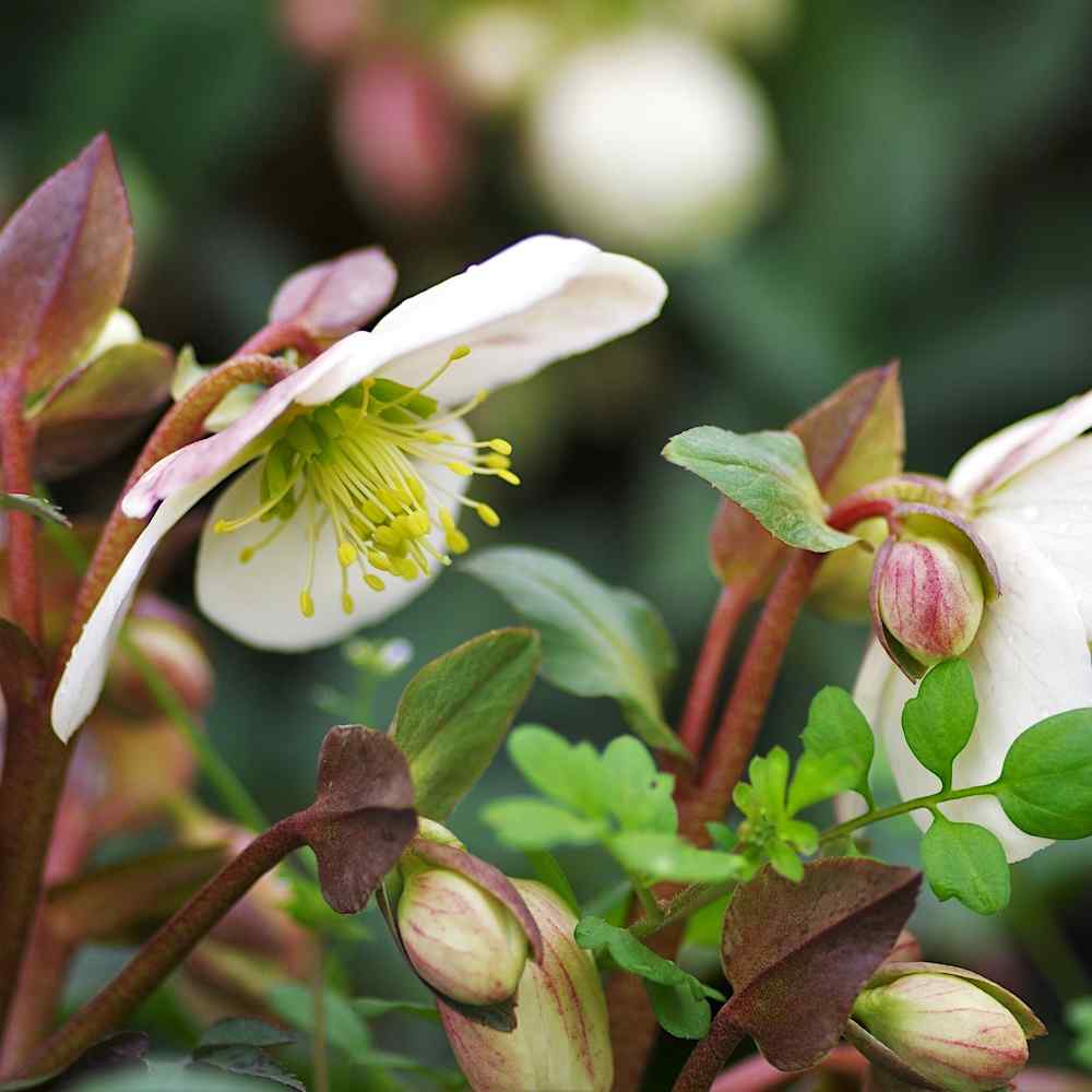 Helleborus Vancouver Medallion