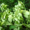 Helleborus foetidus