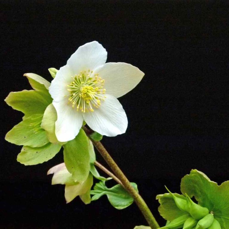 Helleborus niger