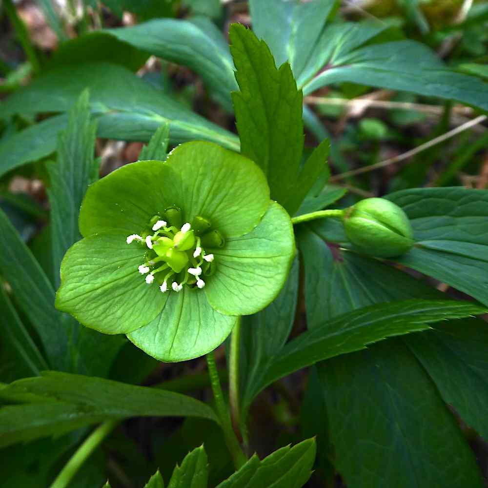 Helleborus viridis – Julerose