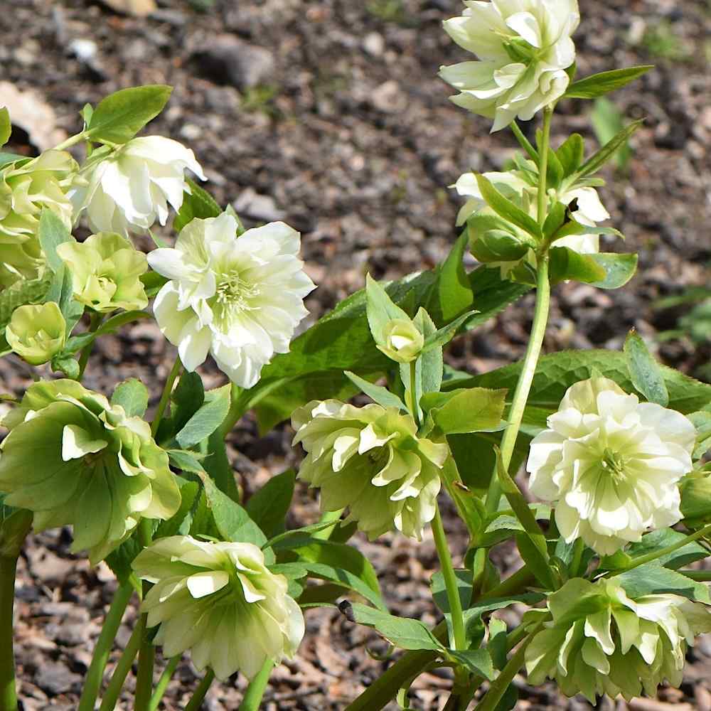 Helleborus x hybridus ‘Double Ellen White’ – Julerose