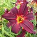 Hemerocallis American Revolution