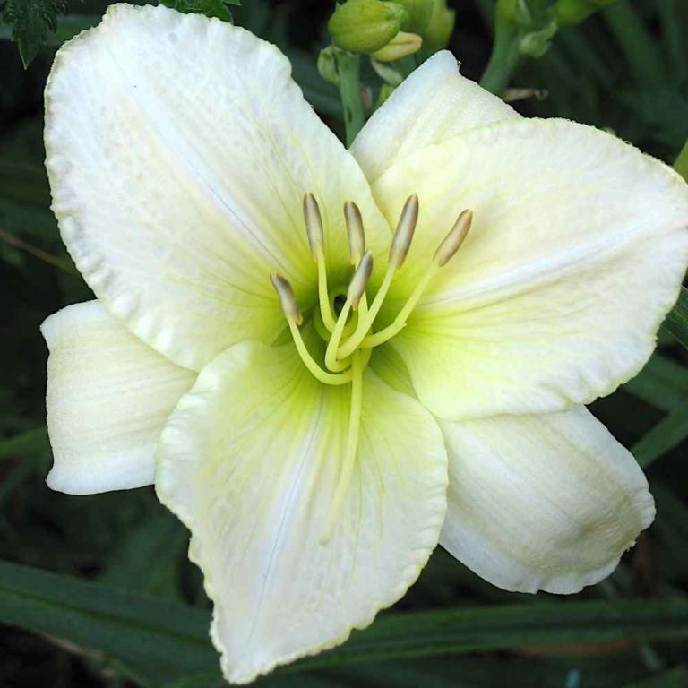 Hemerocallis Arctic Snow